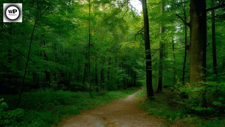 Forest Phone Wallpaper: The Ultimate 4K Nature Guide 1 1 42