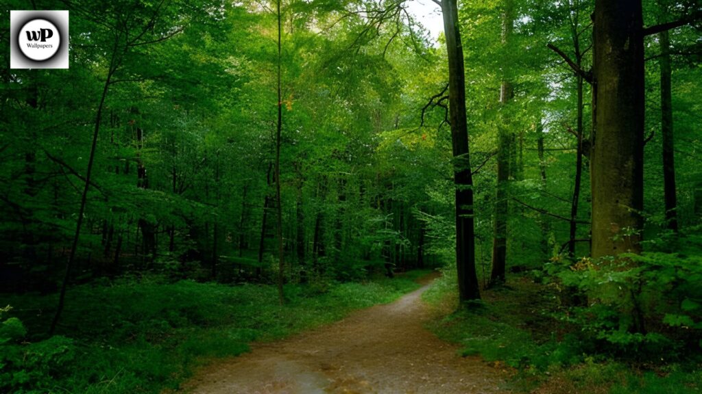 Forest Phone Wallpaper: The Ultimate 4K Nature Guide 3 1 43