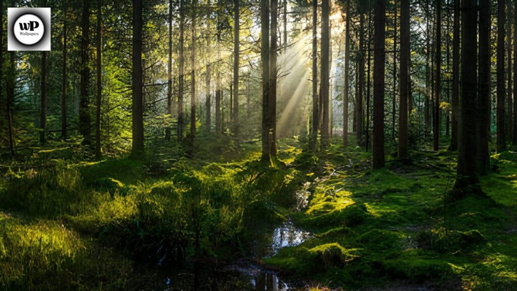 Forest Phone Wallpaper: The Ultimate 4K Nature Guide 12 10 35