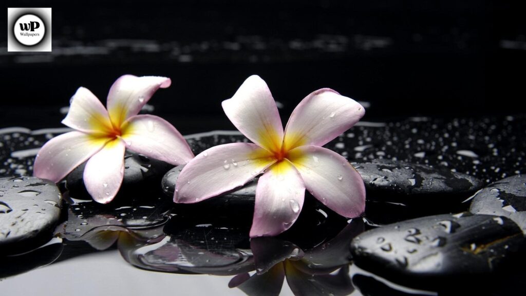 Zen Wallpaper Phone: The Ultimate Guide to Calm & Aesthetic Backgrounds 14 12 26