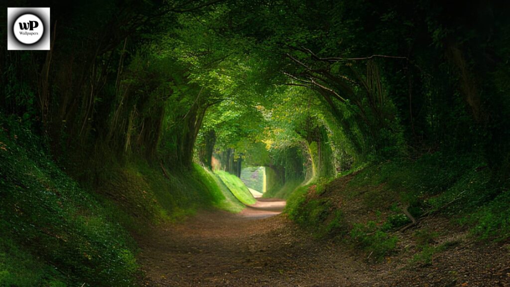 Forest Phone Wallpaper: The Ultimate 4K Nature Guide 14 12 33
