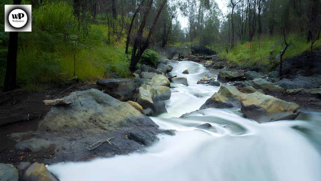 Forest Phone Wallpaper: The Ultimate 4K Nature Guide 5 3 37