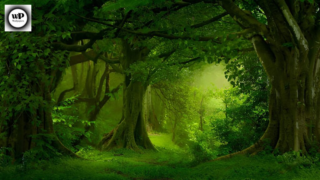 Forest Phone Wallpaper: The Ultimate 4K Nature Guide 6 4 36