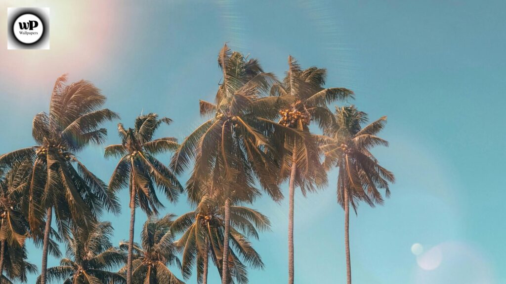 Summer Wallpaper 4K: Transform Your Screen with Bright and Refreshing Vibes 8 6 27