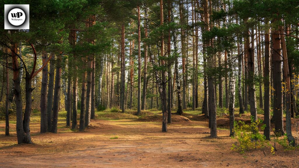Forest Phone Wallpaper: The Ultimate 4K Nature Guide 8 6 33