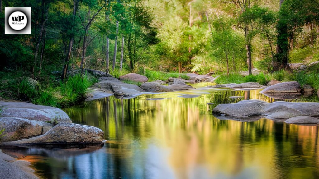 Forest Phone Wallpaper: The Ultimate 4K Nature Guide 9 7 33