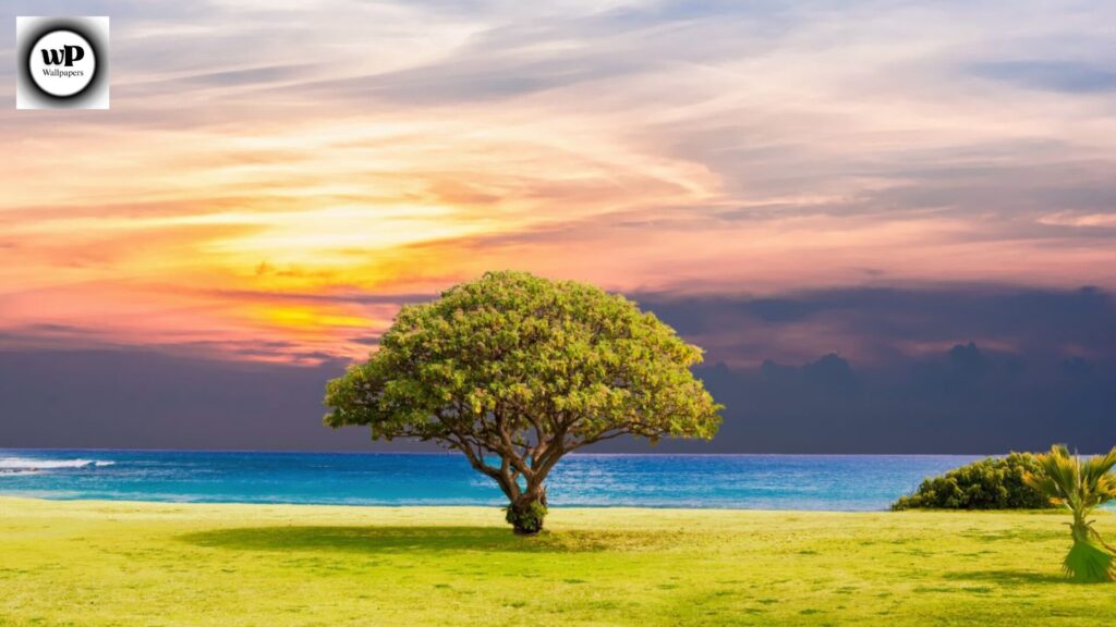 Summer Wallpaper 4K: Transform Your Screen with Bright and Refreshing Vibes 11 9 30
