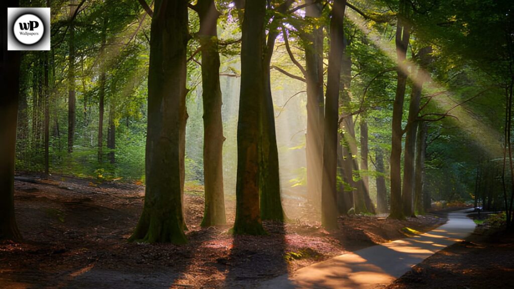 Forest Phone Wallpaper: The Ultimate 4K Nature Guide 11 9 35