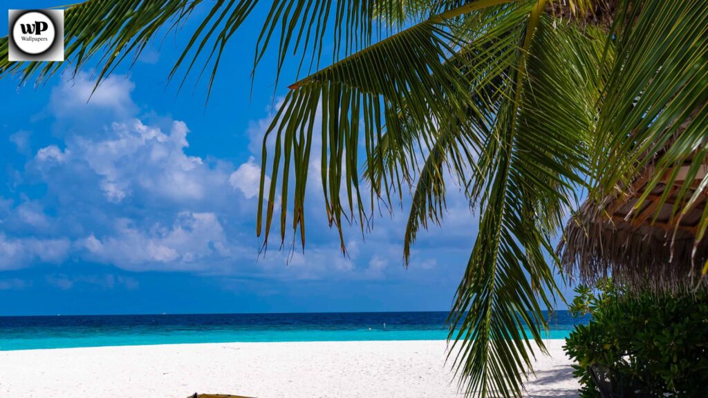 2025 Summer Wallpaper: Bring Sunshine, Color, and Style to Your Screen 3 1 20
