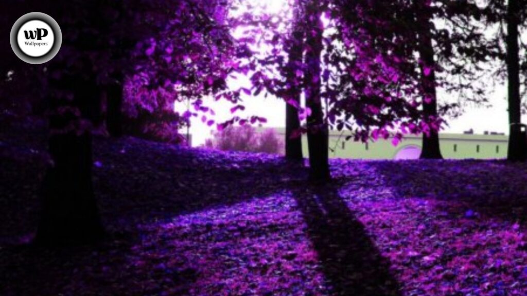 Purple Autumn Wallpaper: Embrace the Magic of Violet Leaves & Fall Vibes 1 1 33