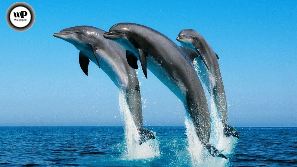iPhone Dolphin Wallpaper Dive into the Ocean’s Beauty 1 1 7