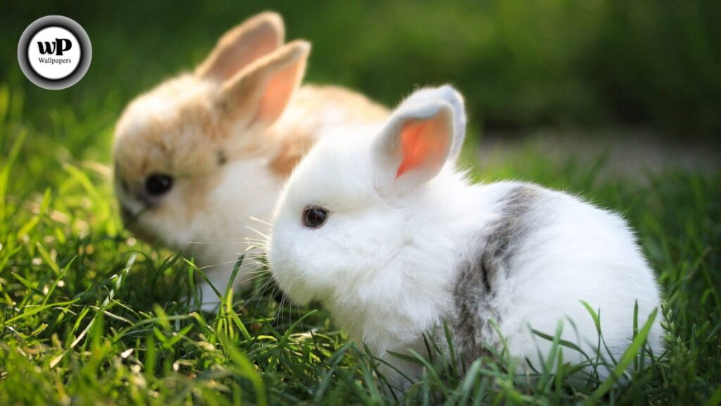 Rabbit Desktop Wallpaper The Complete 2025 Guide to Cute, Aesthetic, and HD Bunny Backgrounds 6 10 1 14