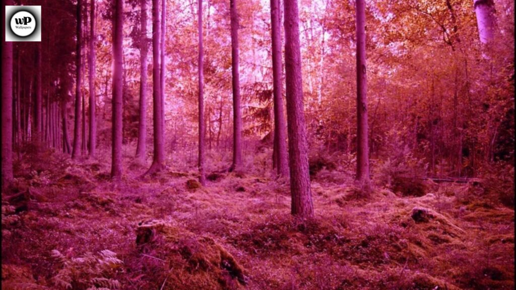 Pink Imagesize:1920x1080 A Complete Guide to Stunning Aesthetic Backgrounds 10 10