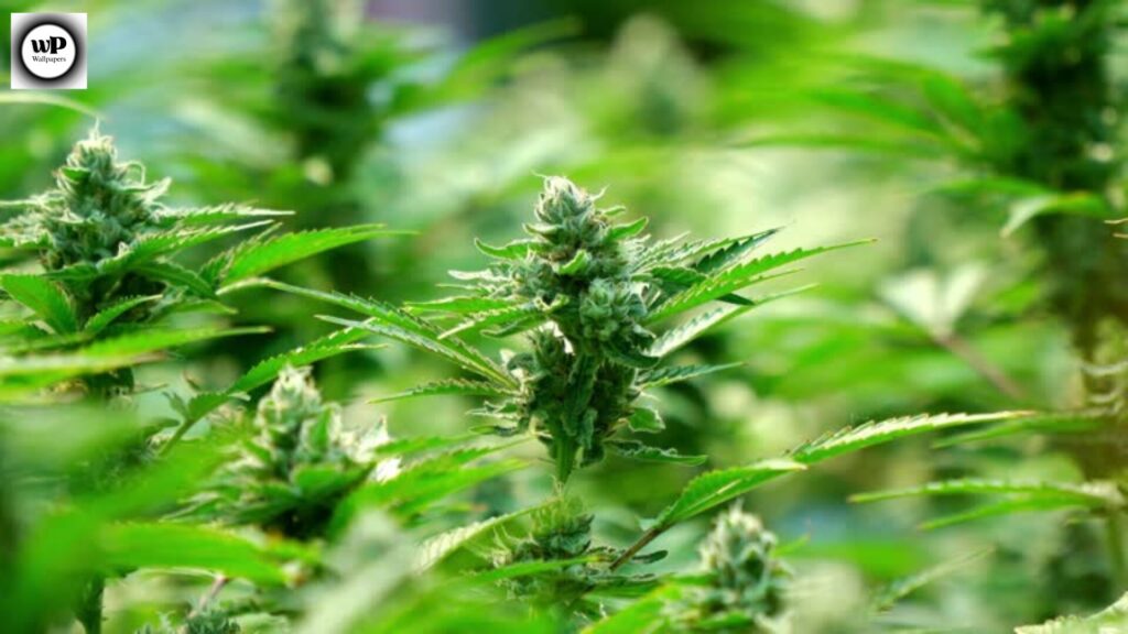 Wallpaper Marijuanas: Modern Aesthetic Backgrounds for Every Device 12 10 2