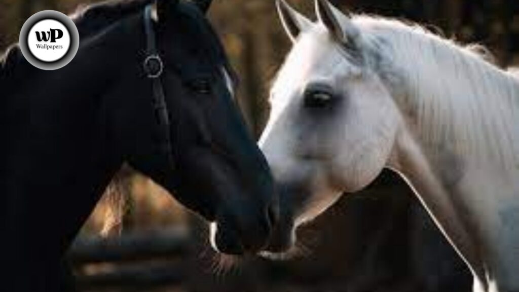 Horse Beautiful Wallpaper: The Definitive Guide 5 10 20