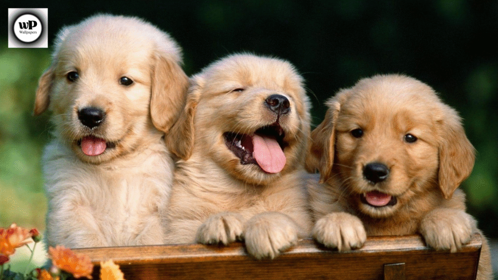 Cute Dog Wallpaper PC Bring Joy and Paw-sitivity to Your Screen 12 10 25