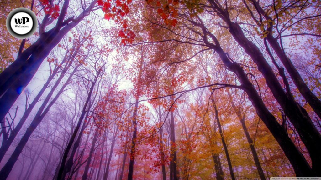 Purple Autumn Wallpaper: Embrace the Magic of Violet Leaves & Fall Vibes 10 11 1 16