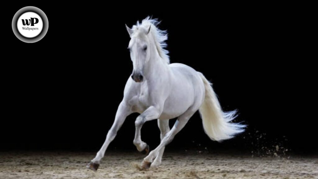 Horse Beautiful Wallpaper: The Definitive Guide 10 11 1 5