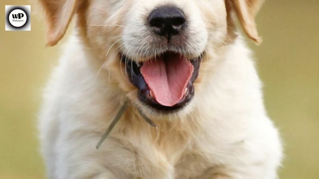 Cute Dog Wallpaper PC Bring Joy and Paw-sitivity to Your Screen 13 11 20
