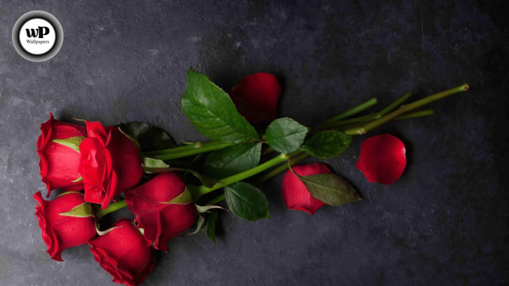 HD Wallpaper Roses The Ultimate Guide to Beautiful Rose Wallpapers in High Definition 12 12 2