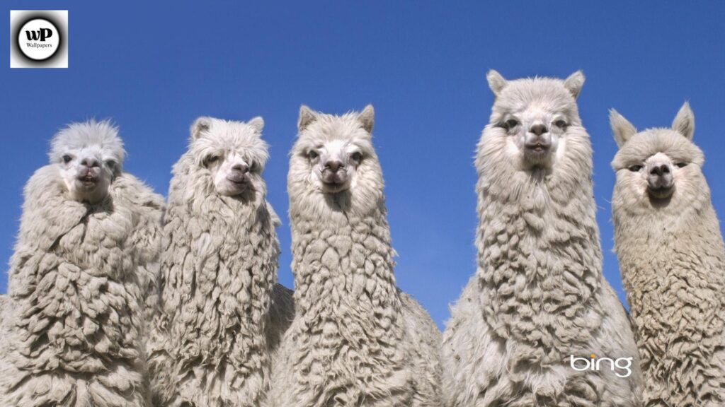 Alpaca Wallpaper: The Ultimate Guide to Aesthetic & Cozy Designs 13 12 4