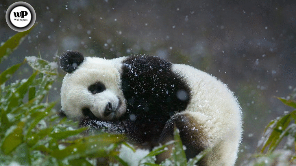 4K Panda Wallpaper: The Ultimate Guide to Cute, Calm, and Captivating Visuals for Every Screen 4 12 46
