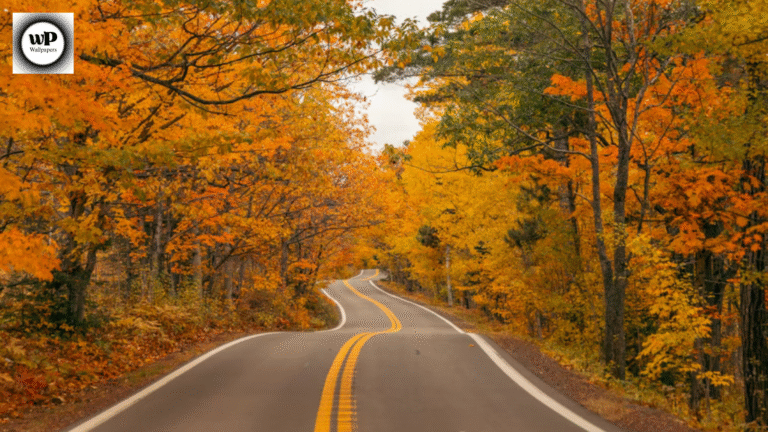 Background High Resolution Autumn Wallpaper 4K – Nature’s Golden Canvas 1 13 26