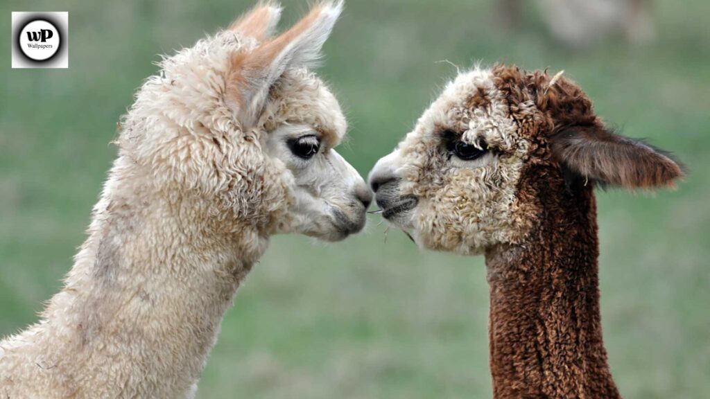 Alpaca Wallpaper: The Ultimate Guide to Aesthetic & Cozy Designs 14 13 3