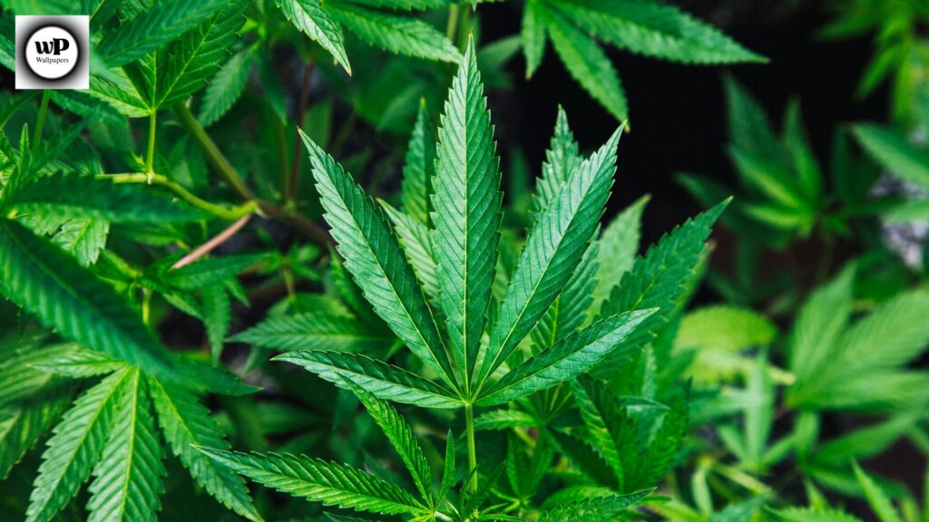 Wallpaper Marijuanas: Modern Aesthetic Backgrounds for Every Device 2 14 1