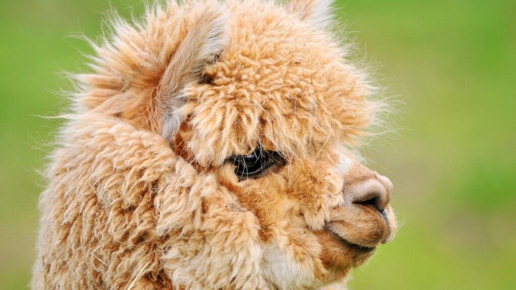 Alpaca Wallpaper: The Ultimate Guide to Aesthetic & Cozy Designs 2 14 6