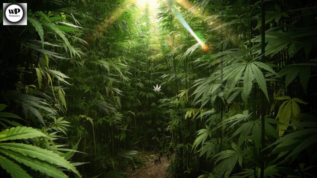 Wallpaper Marijuanas: Modern Aesthetic Backgrounds for Every Device 4 2 2
