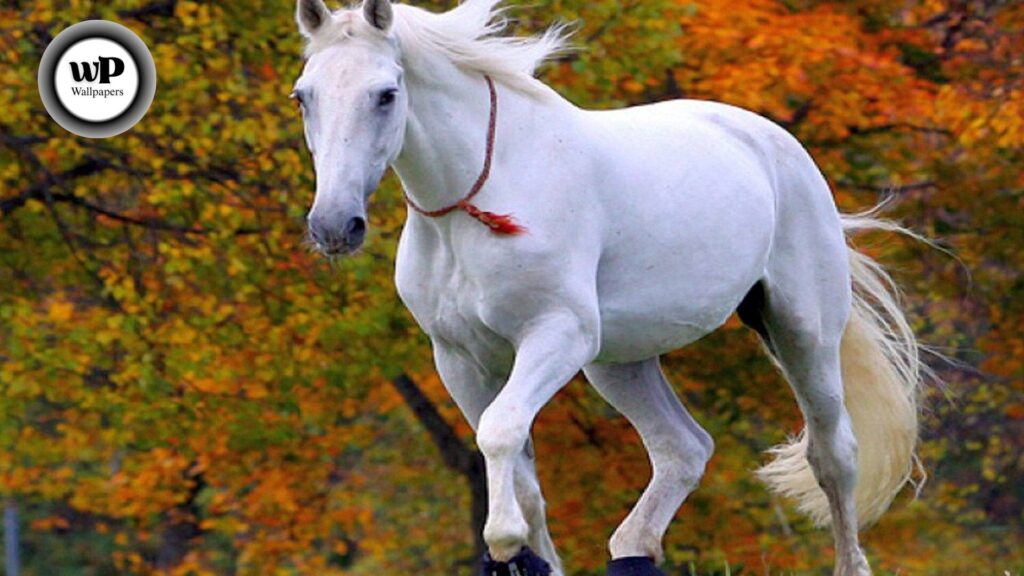 Horse Beautiful Wallpaper: The Definitive Guide 2 2 21