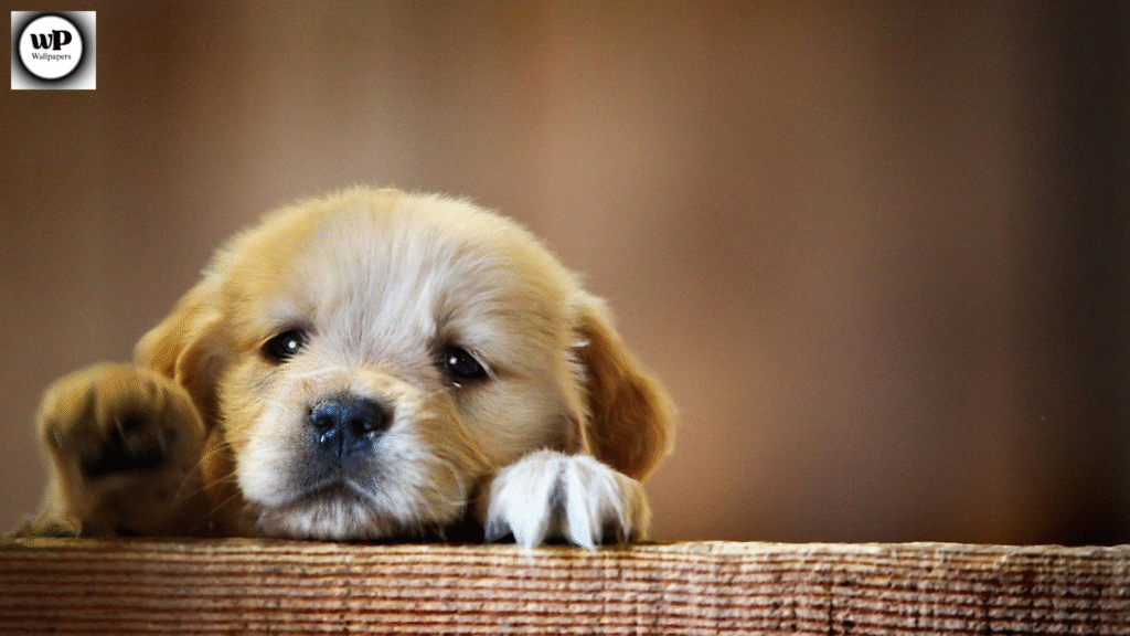 Cute Dog Wallpaper PC Bring Joy and Paw-sitivity to Your Screen 4 2 32