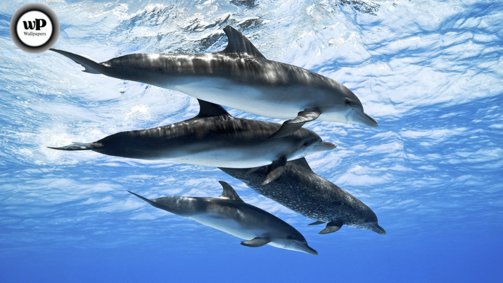 iPhone Dolphin Wallpaper Dive into the Ocean’s Beauty 2 2 8