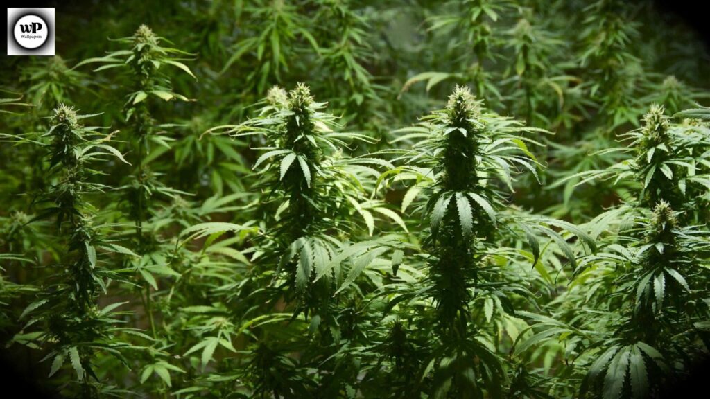 Wallpaper Marijuanas: Modern Aesthetic Backgrounds for Every Device 5 3 3