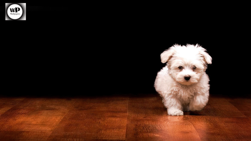 Cute Dog Wallpaper PC Bring Joy and Paw-sitivity to Your Screen 5 3 31