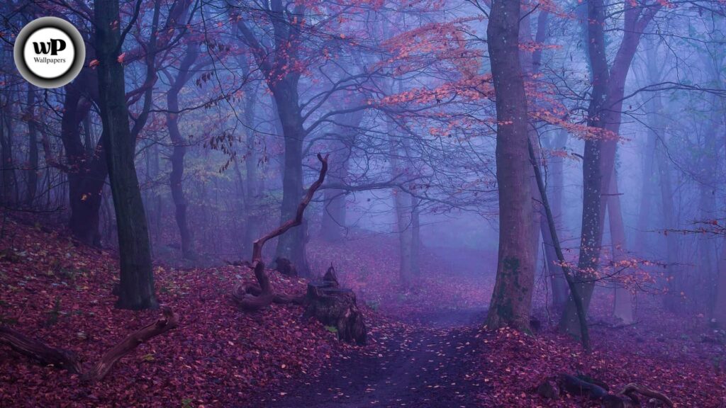 Purple Autumn Wallpaper: Embrace the Magic of Violet Leaves & Fall Vibes 3 3 35