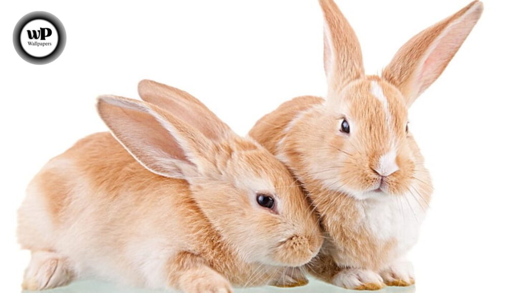 Rabbit Desktop Wallpaper The Complete 2025 Guide to Cute, Aesthetic, and HD Bunny Backgrounds 11 3 43