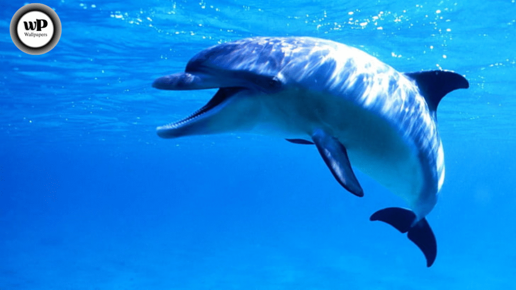 iPhone Dolphin Wallpaper Dive into the Ocean’s Beauty 3 3 8