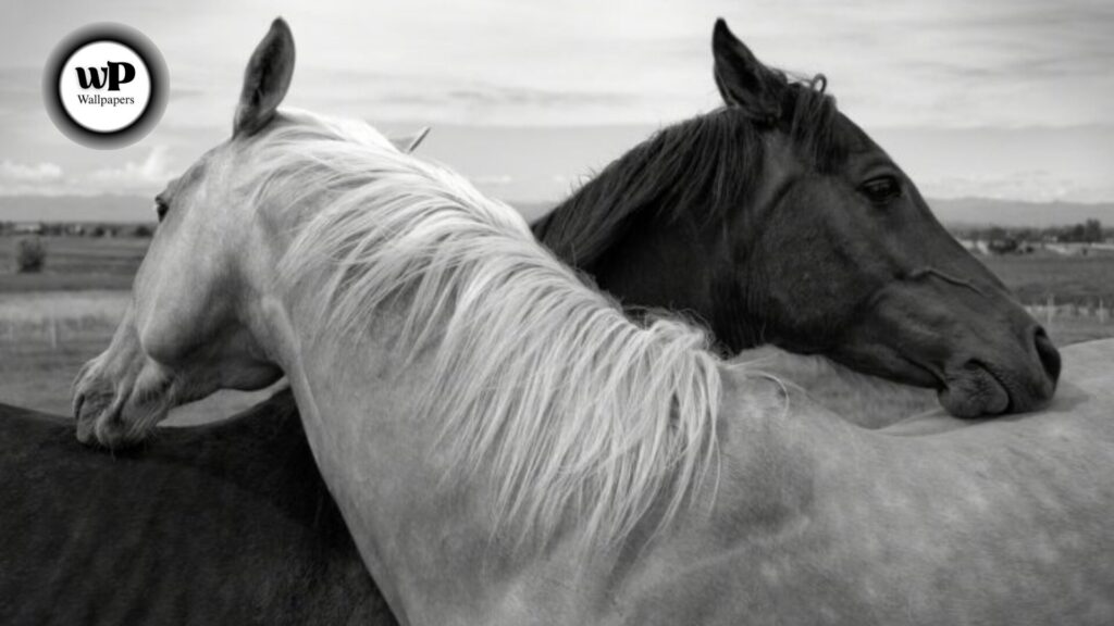 Horse Beautiful Wallpaper: The Definitive Guide 11 4 1 3