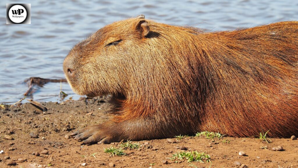 Wallpaper of Capybara: The Internet’s Most Chill Animal in Stunning HD 5 4 2 10