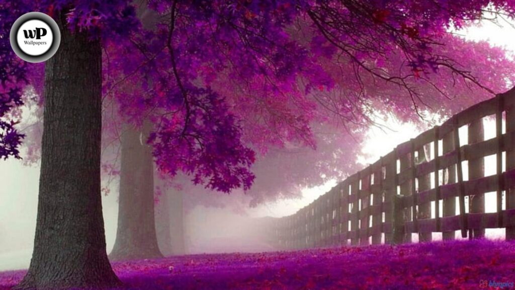 Purple Autumn Wallpaper: Embrace the Magic of Violet Leaves & Fall Vibes 4 4 2 4