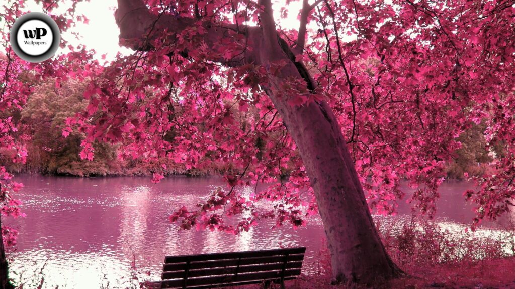Purple Autumn Wallpaper: Embrace the Magic of Violet Leaves & Fall Vibes 5 5 1 4