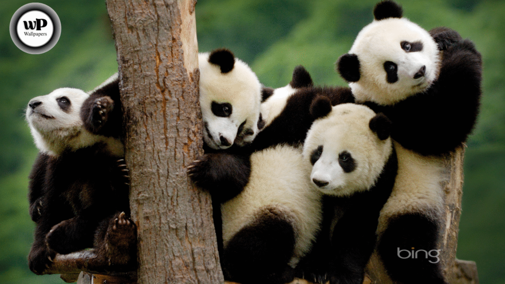 4K Panda Wallpaper: The Ultimate Guide to Cute, Calm, and Captivating Visuals for Every Screen 8 5 56