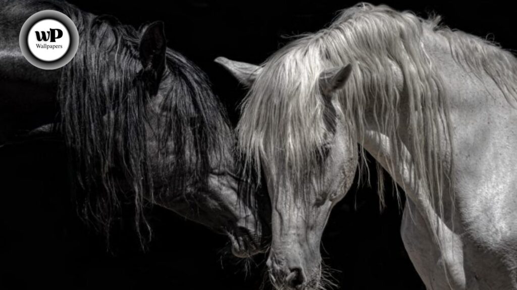 Horse Beautiful Wallpaper: The Definitive Guide 8 6 21
