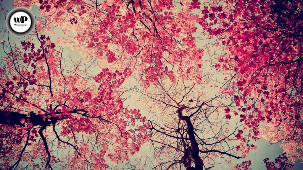 Purple Autumn Wallpaper: Embrace the Magic of Violet Leaves & Fall Vibes 6 6 31