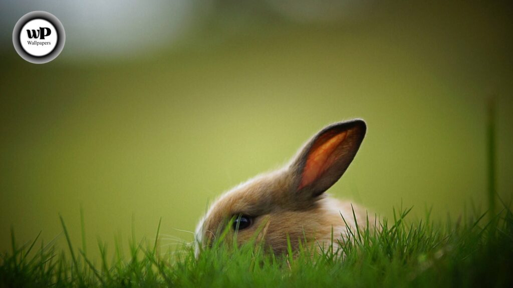 Rabbit Desktop Wallpaper The Complete 2025 Guide to Cute, Aesthetic, and HD Bunny Backgrounds 2 6 42