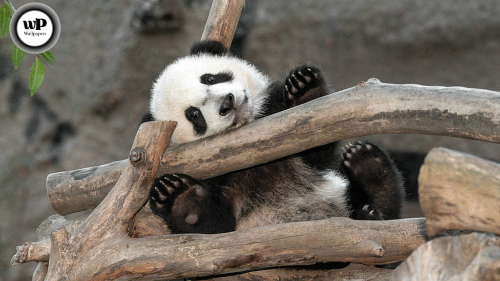 4K Panda Wallpaper: The Ultimate Guide to Cute, Calm, and Captivating Visuals for Every Screen 10 6 59