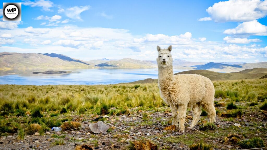 Alpaca Wallpaper: The Ultimate Guide to Aesthetic & Cozy Designs 8 6 6