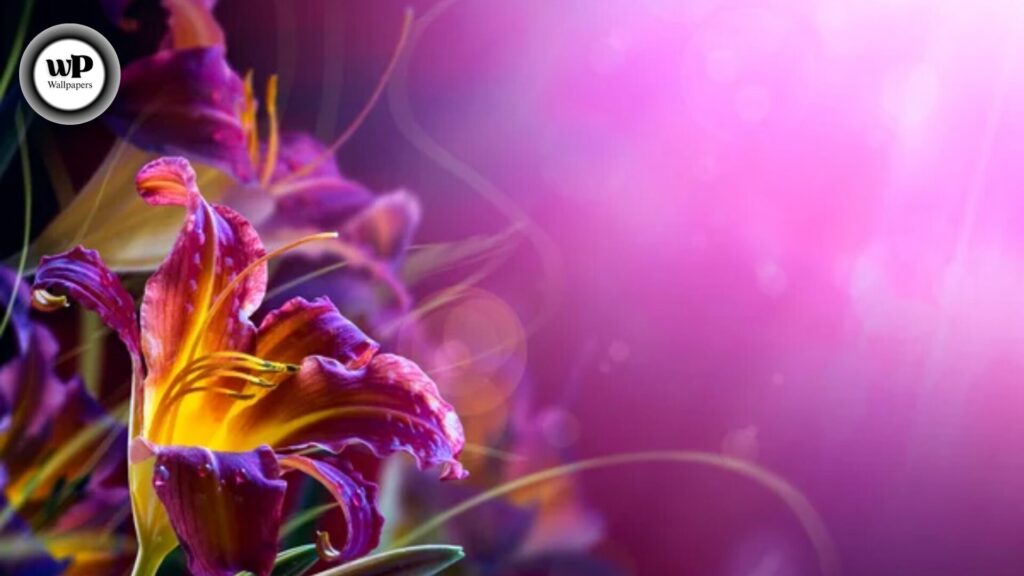 Purple Autumn Wallpaper: Embrace the Magic of Violet Leaves & Fall Vibes 7 7 2 5